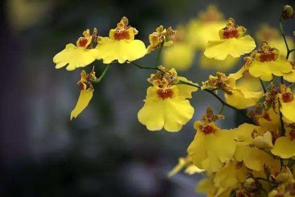 家庭跳舞蘭的養殖方法，夏季需遮陰冬季要防寒