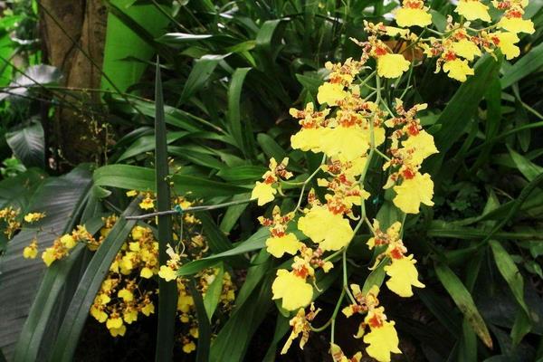 家庭跳舞蘭的養殖方法，夏季需遮陰冬季要防寒