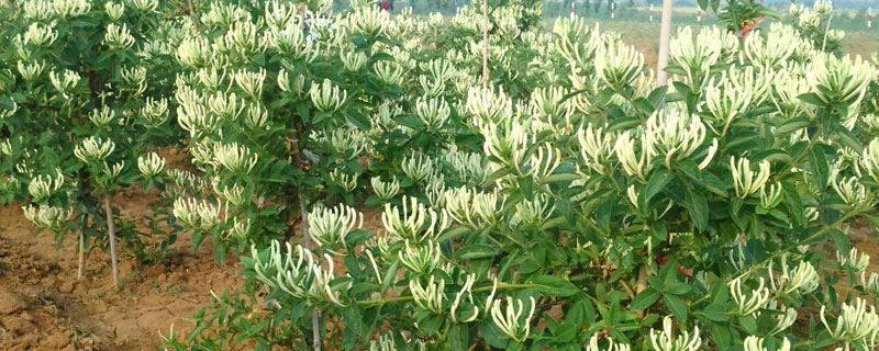 金銀花種植條件，南方北方均可種植