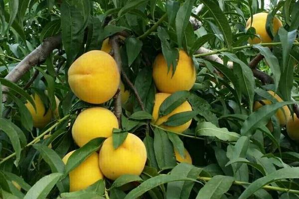 錦繡黃桃高產栽培技術，合理修剪能進一步提高產量