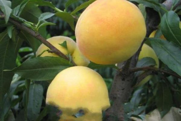 錦繡黃桃高產栽培技術，合理修剪能進一步提高產量