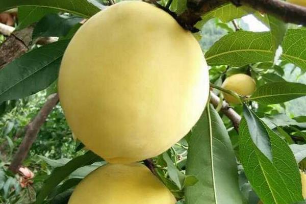 錦繡黃桃高產栽培技術，合理修剪能進一步提高產量