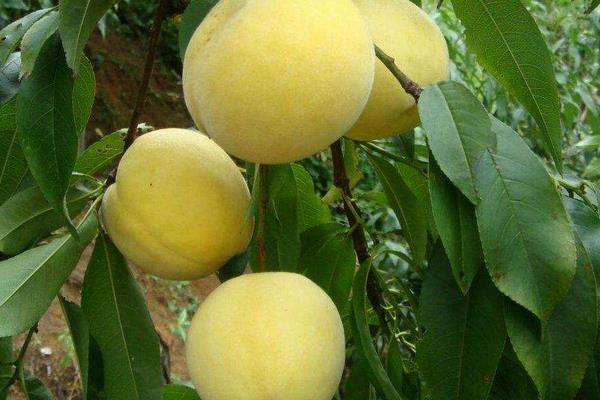 錦繡黃桃高產栽培技術，合理修剪能進一步提高產量