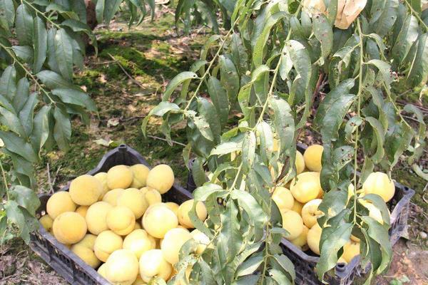 錦繡黃桃高產栽培技術，合理修剪能進一步提高產量