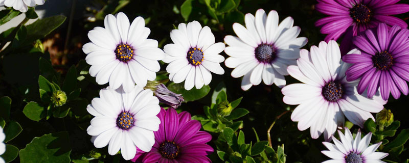 藍(lán)目菊的養(yǎng)殖方法，為熱帶植物需控制好溫度