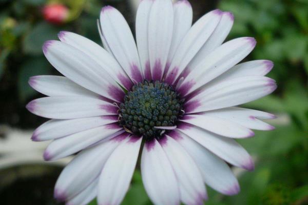 藍(lán)目菊的養(yǎng)殖方法，為熱帶植物需控制好溫度