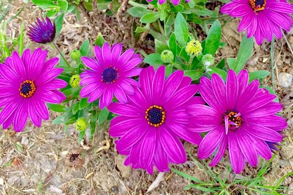 藍(lán)目菊的養(yǎng)殖方法，為熱帶植物需控制好溫度