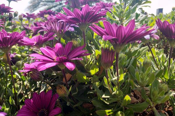 藍(lán)目菊的養(yǎng)殖方法，為熱帶植物需控制好溫度