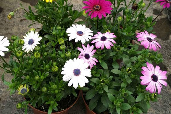 藍(lán)目菊的養(yǎng)殖方法，為熱帶植物需控制好溫度