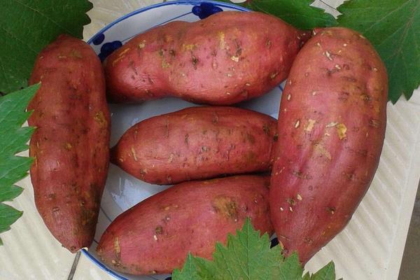 2019年風險較大的種植項目，千萬不要盲目種植