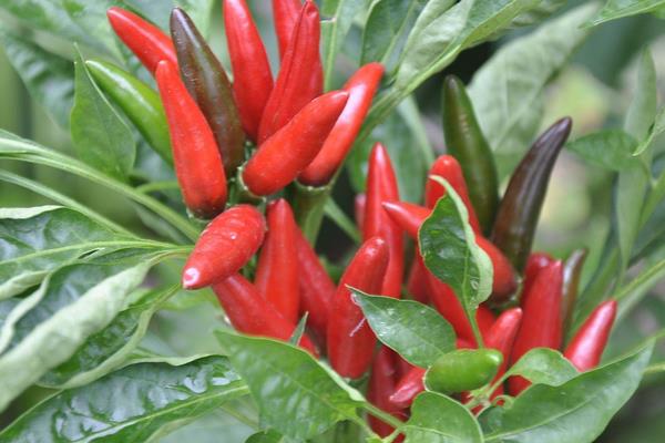 2019年風險較大的種植項目，千萬不要盲目種植