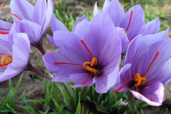 2019年風險較大的種植項目，千萬不要盲目種植