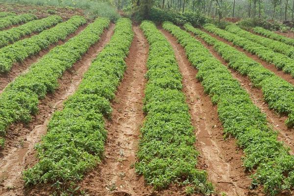 回農村搞種植不知道選什么項目？中藥材水果花卉是不錯的選擇