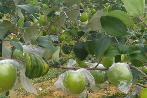 青棗前景好不好？種植技術(shù)決定效益