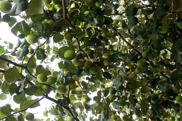 青棗前景好不好？市場需求穩定，種植技術決定效益