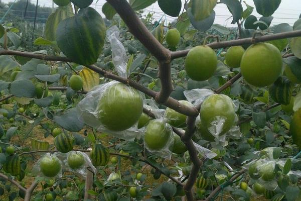 青棗前景好不好？市場需求穩(wěn)定，種植技術(shù)決定效益