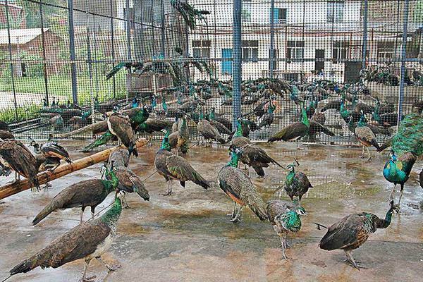 現在特種養殖養什么好？5個成本低利潤高的特養品種