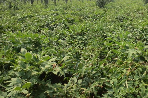 怎么找到好的中藥材種植項(xiàng)目？4個(gè)方法找到需求大容易賣的