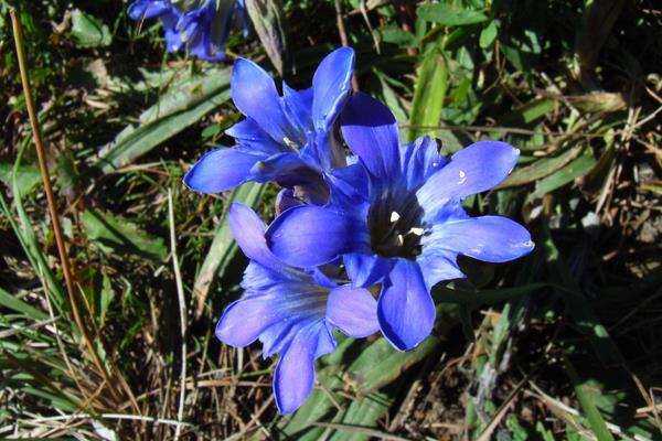 北方適合種的5種中藥材，市場需求大