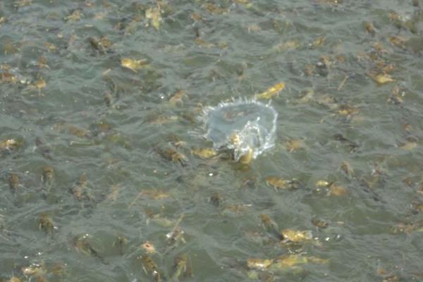 東北適合養什么魚？這4種魚可在東北養且效益高