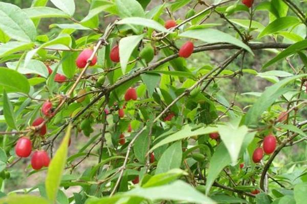 湖南適合種植什么果樹？這5種新型水果品種前景好