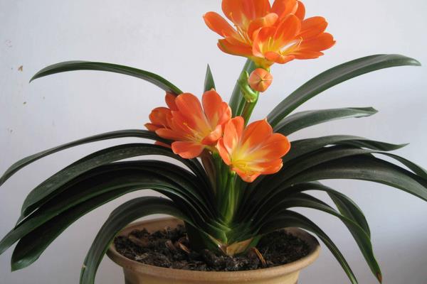 花農種什么花效益高？這4種花未來市場需求很大