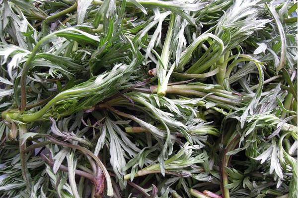 5個適合人工種植的野菜，好種前景好利潤高