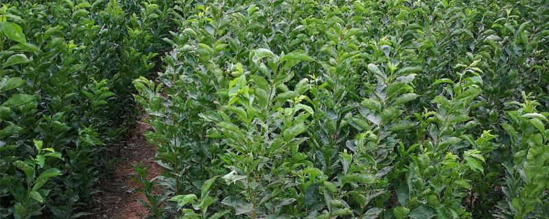 李子苗品種有哪些?9個常見的李子種植品種介紹