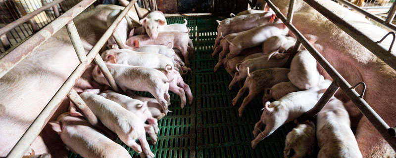 母豬免疫程序表，不同階段注射疫苗不同