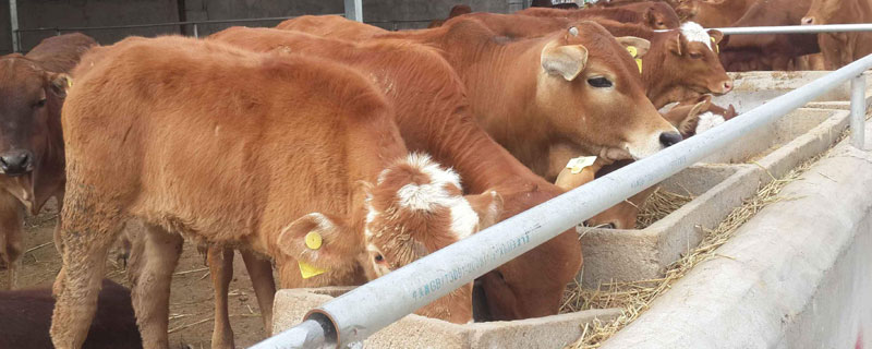 牛吃什么上膘最快？合理投喂粗飼料和新鮮少纖維的青綠飼料
