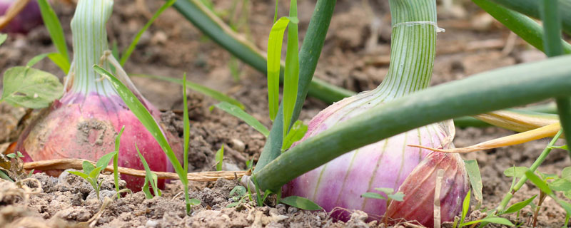 巧用除草劑種植蔥類，洋蔥和圓蔥用法用量均不同