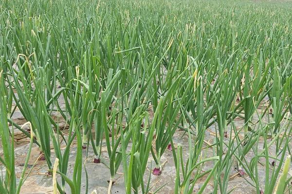 巧用除草劑種植蔥類,洋蔥和圓蔥用法用量均不同