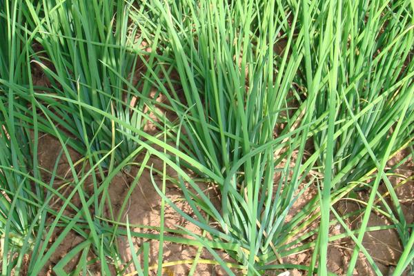巧用除草劑種植蔥類,洋蔥和圓蔥用法用量均不同