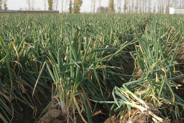 巧用除草劑種植蔥類,洋蔥和圓蔥用法用量均不同