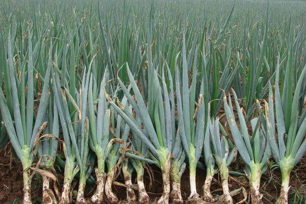 巧用除草劑種植蔥類,洋蔥和圓蔥用法用量均不同