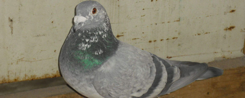 種鴿飼料配方表，科學喂養(yǎng)種鴿，提高經(jīng)濟效益