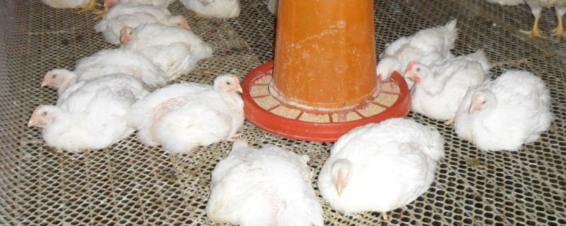 肉雞每天吃料公式,通過(guò)計(jì)算合理投喂雞飼料