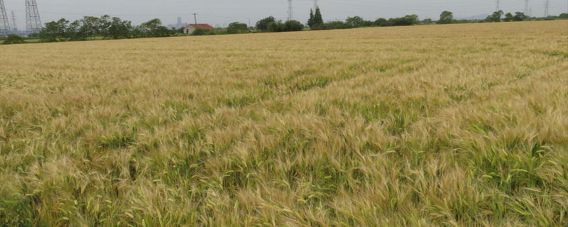 三唑酮的使用方法，大麥小麥及玉米高粱用法用量均不同