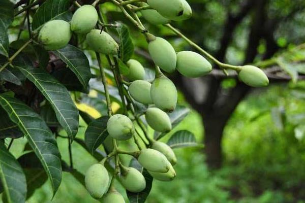 橄欖樹的種植方法