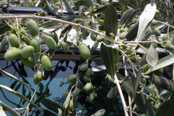 橄欖樹的種植方法