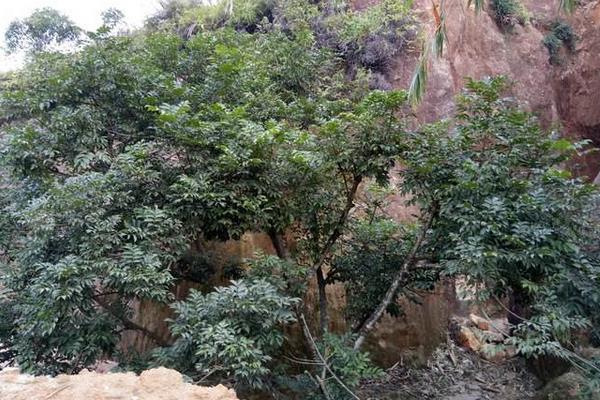 橄欖樹的種植方法