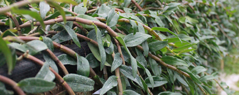 石斛用什么肥料好?生長季節要追肥,常施葉面肥