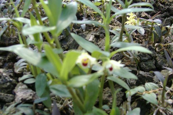 石斛用什么肥料好?生長季節要追肥,常施葉面肥