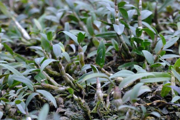 石斛用什么肥料好?生長季節要追肥,常施葉面肥