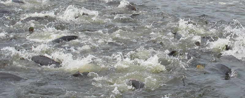 水產養殖基礎知識