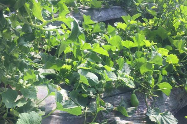 4個農村不起眼的暴利項目，每天都看到就是想不到