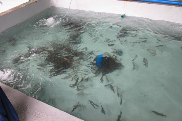 水產養殖技術學什么