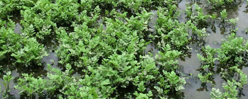 水芹菜池塘種植技術，生態浮床種植水芹