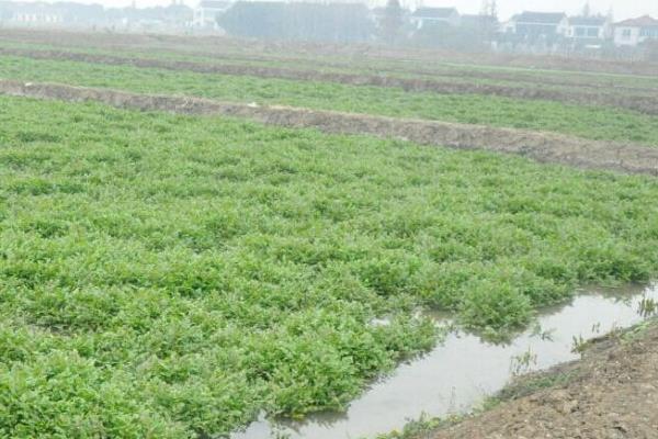 水芹菜池塘種植技術，生態浮床種植水芹