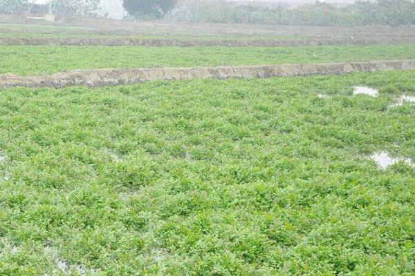 水芹菜池塘種植技術，生態浮床種植水芹